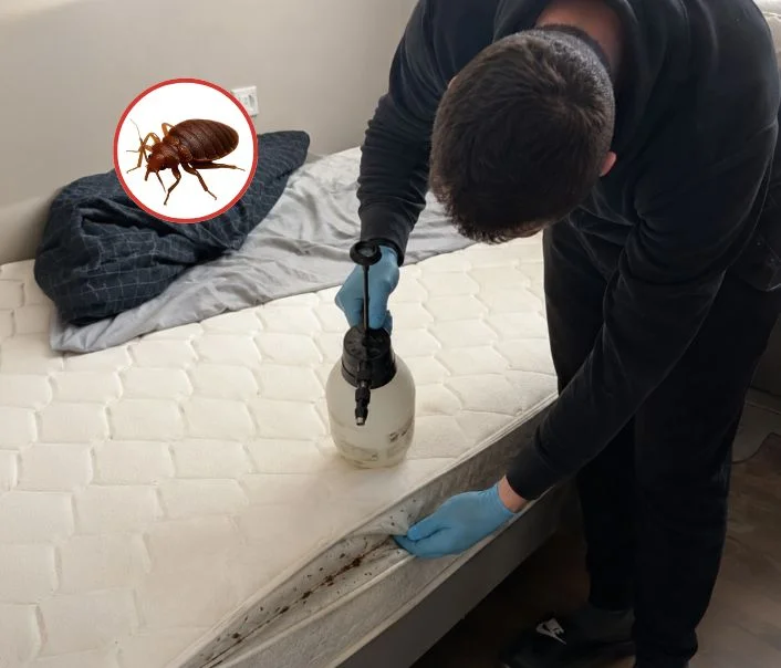 Technicien traitant un matelas contre les punaises de lit à Longuesse